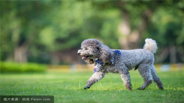 狗鼻子颜色是棕色的好吗,狗的鼻子的颜色有什么讲究吗