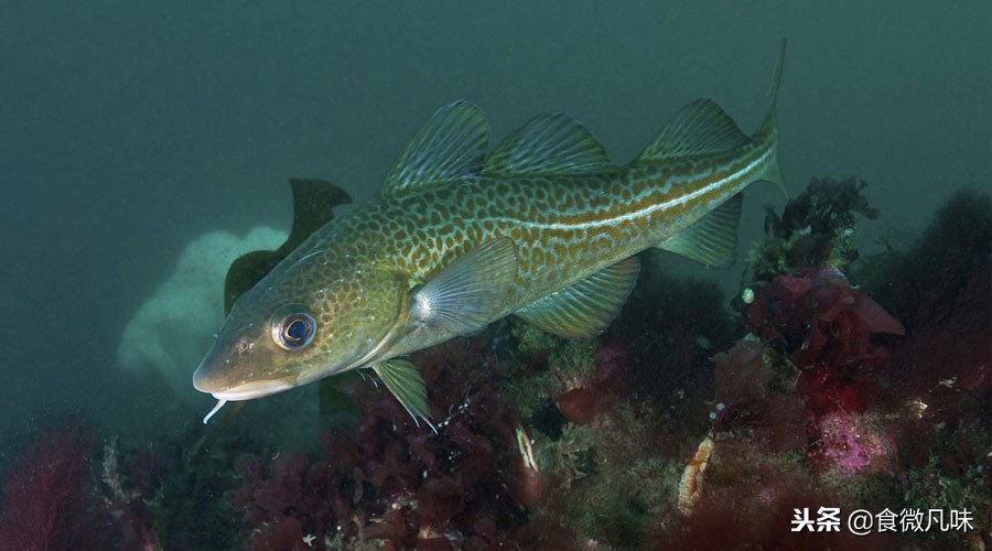 鳕鱼胶的正确用法,深入浅出基础篇