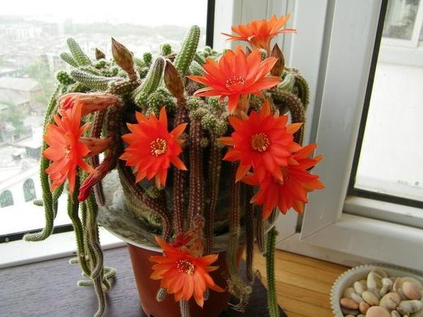 如何养护、扦插仙人指？按照3步操作，蹭蹭开出双层花