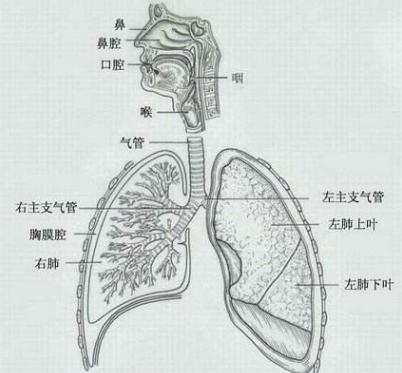 声乐教学高音怎么唱,声乐高音技巧和发声方法