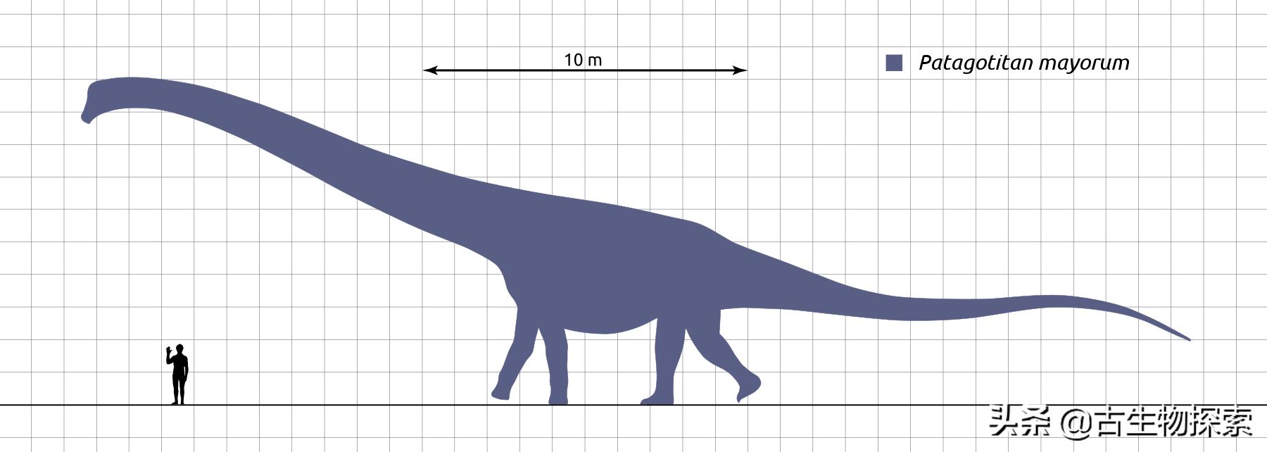 巴塔哥泰坦龙完整化石,巴塔哥泰坦龙进化史