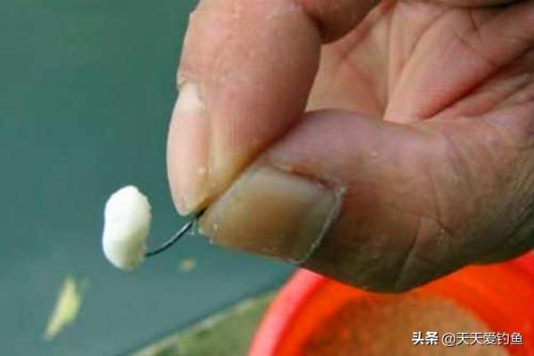 野钓冬季大鲫鱼最佳饵料,秋天野钓大板鲫的饵料