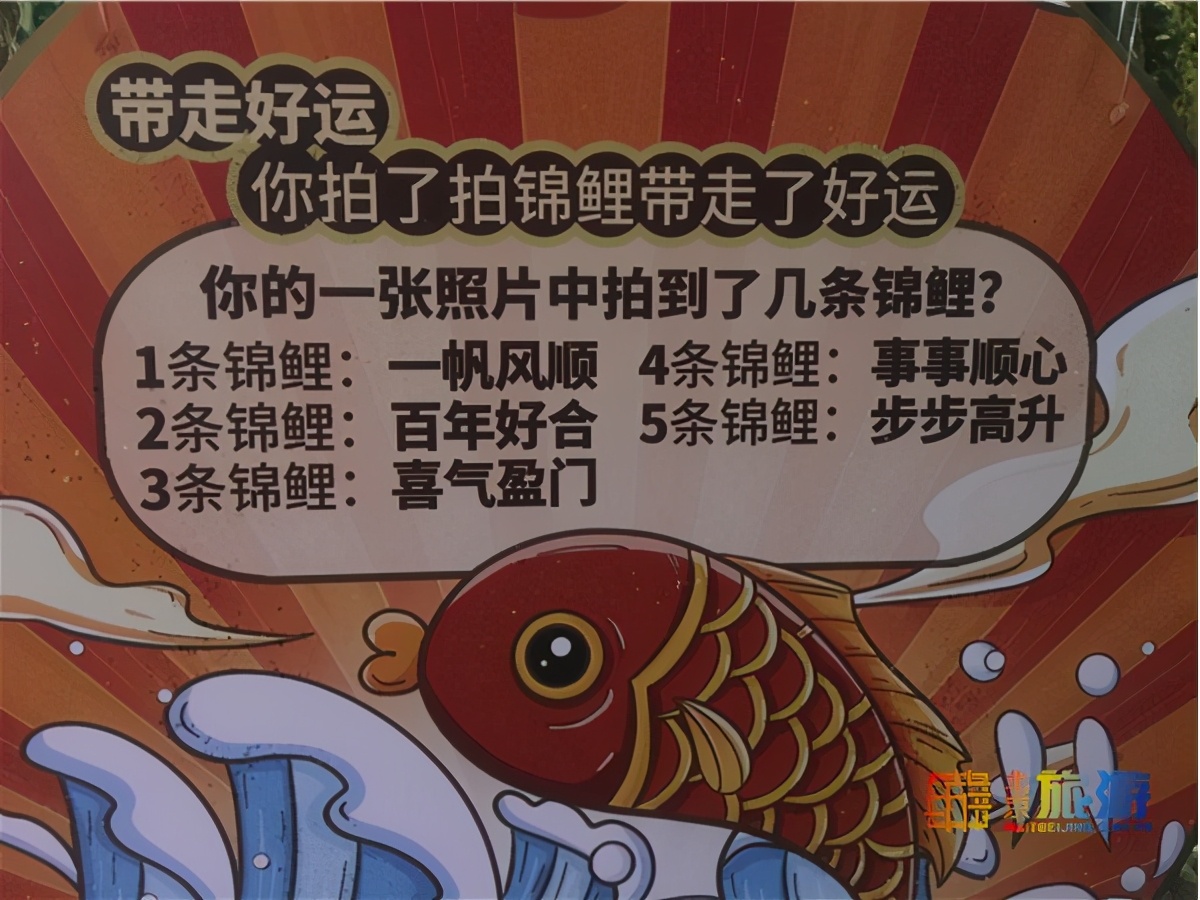 北京海洋馆超大锦鲤,北京海洋馆锦鲤