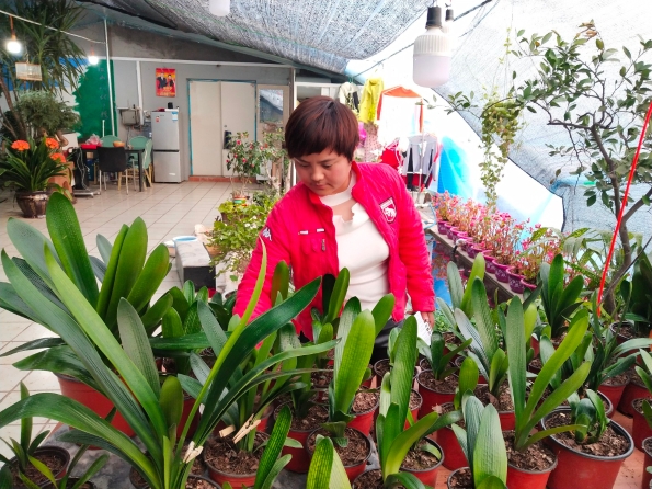 君子兰年宵花上市,沈北君子兰年宵花