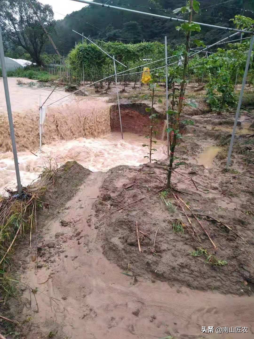 果园用水如何处理,果园缺水如何救活