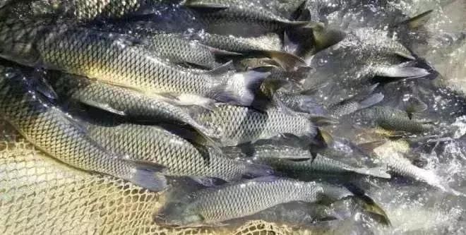 这种瘦身鱼高达40元/斤的售价，养殖诀窍竟然是“不喂食”？