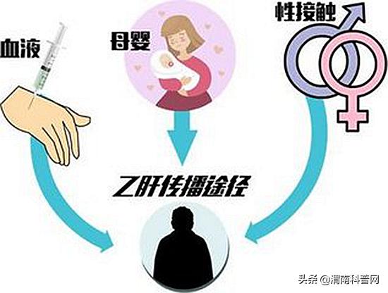 乙肝病毒是怎么攻击肝脏动画,肝炎病毒咋传染