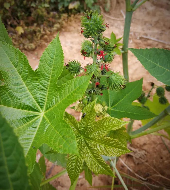 嘉实多润滑油广告语,嘉实多润滑油的特点