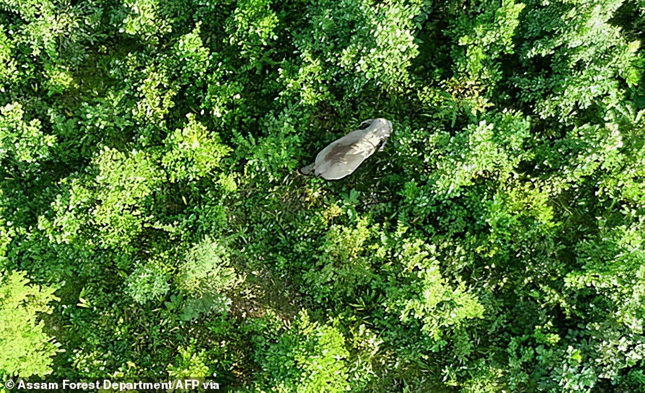 印度烧死大象,印度保护大象