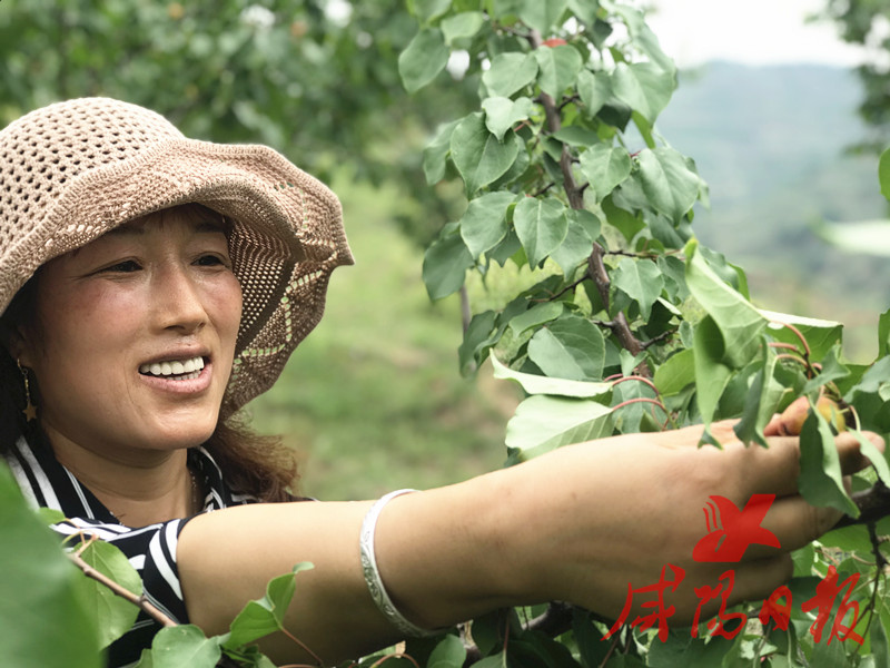 陕西永寿：种下“杏”福果荒山变成“致富山”