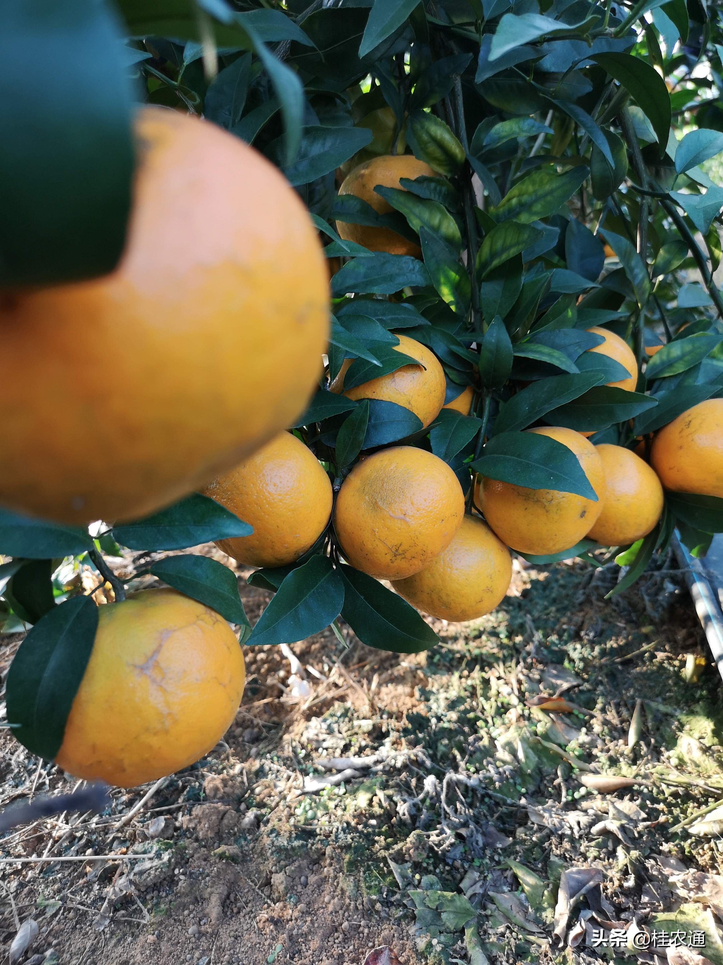 柑橘代办徒弟,沙糖桔代办员有哪些