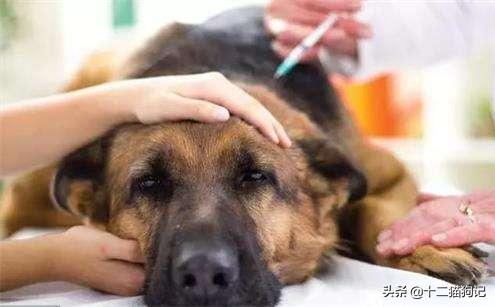 失去宠物痛心疾首,失去宠物痛哭