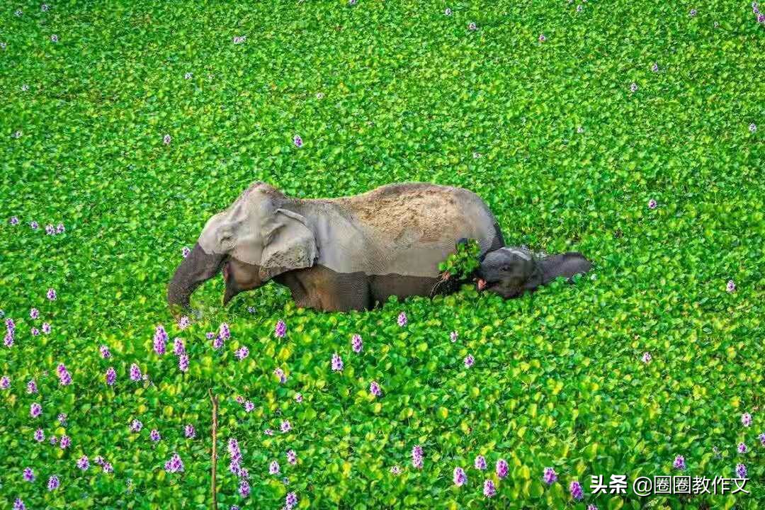 三年级作文我的爸爸,三年级作文我的植物朋友