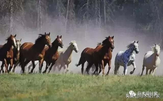 马术治疗注意力障碍,马术治愈孤独症