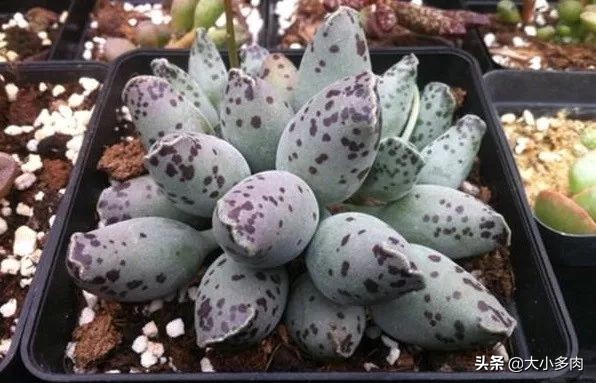 多肉品种水泡,粉色萌宠多肉