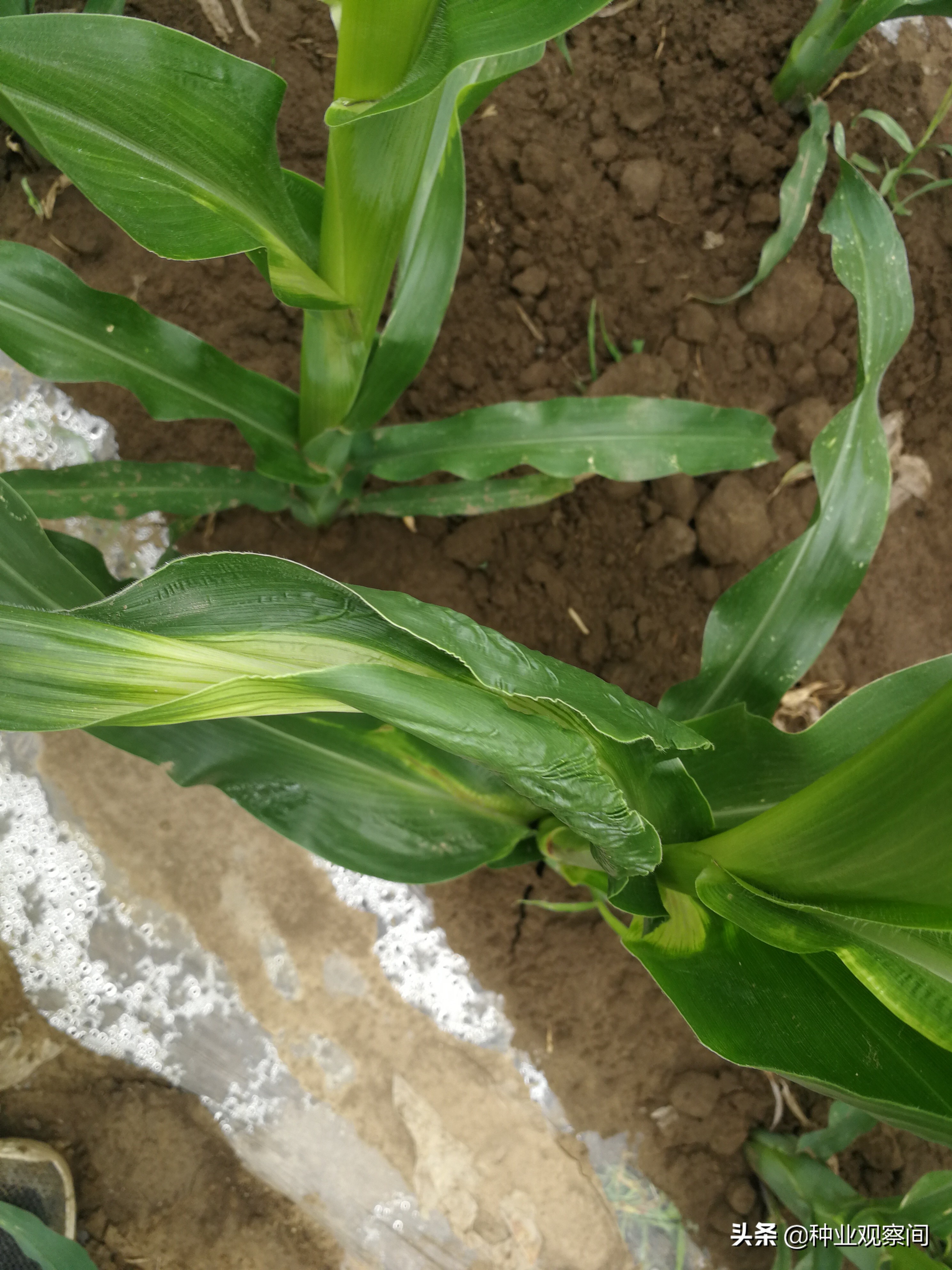 玉米苗心叶扭曲病怎么治,怎样解除玉米除草剂对下茬的药害
