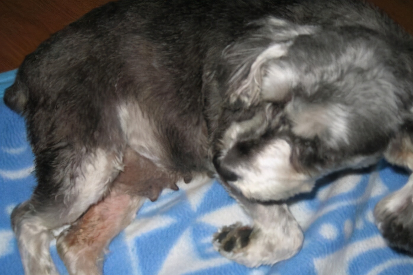 狗狗怀孕60天了还有褐色分泌物,狗狗怀孕40多天饮食方面怎样最好