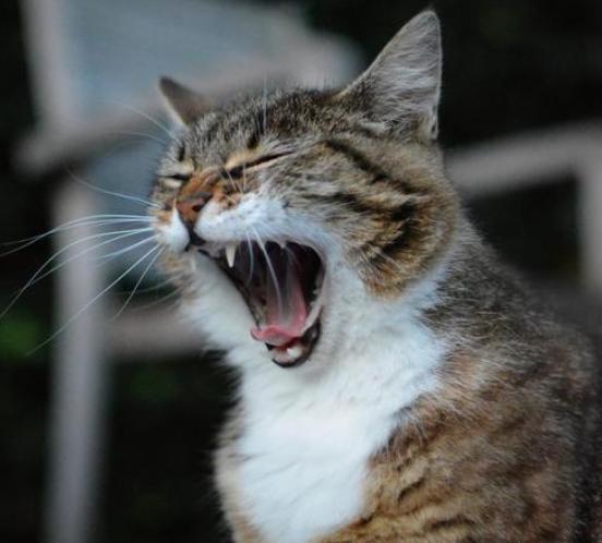 猫咪鼻子摸着干干的,猫咪鼻子湿润是正常的嘛