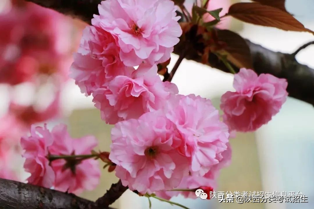 两汉三国，真美汉中|汉中职业技术学院