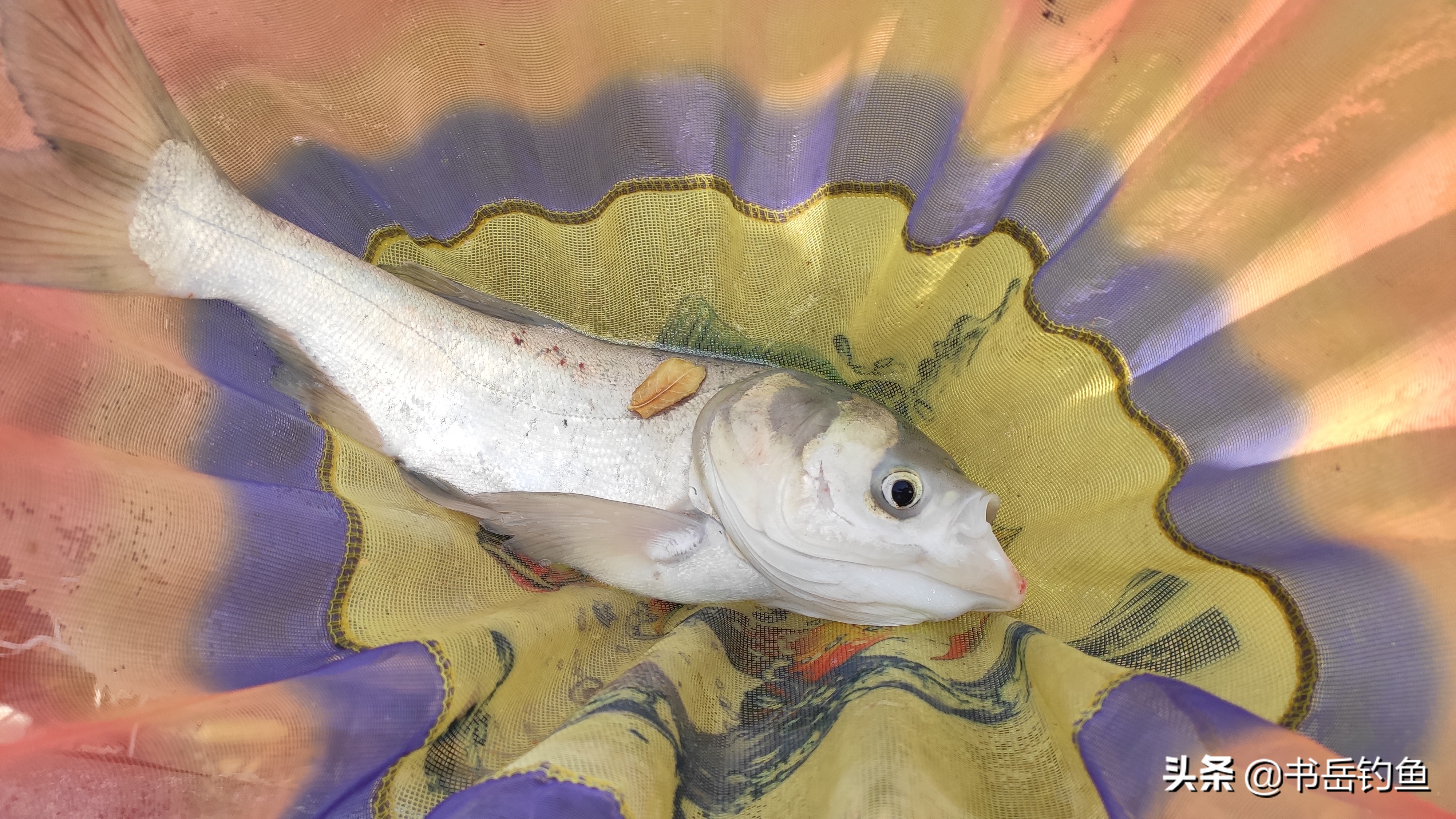 白条鱼闹窝怎么办,白条闹窝的调整思路