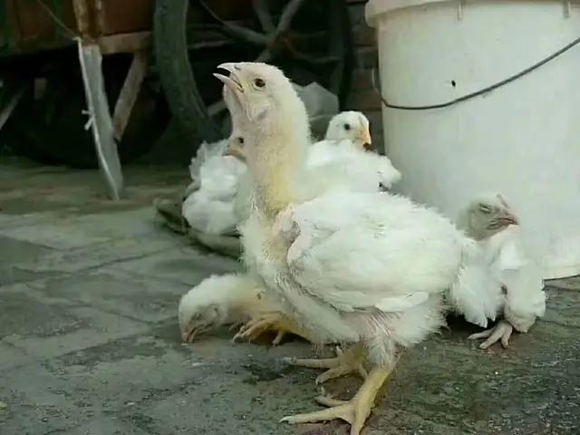 鸡伸脖子、鸡张口呼吸怪叫怎么办？一招搞定让你轻松养殖