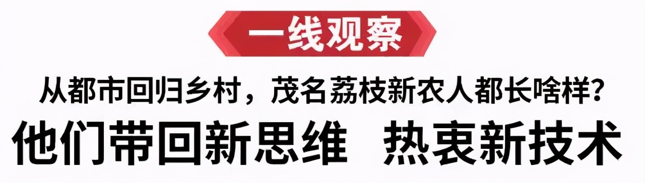 荔枝丰收季最新视频,荔枝丰收季广东