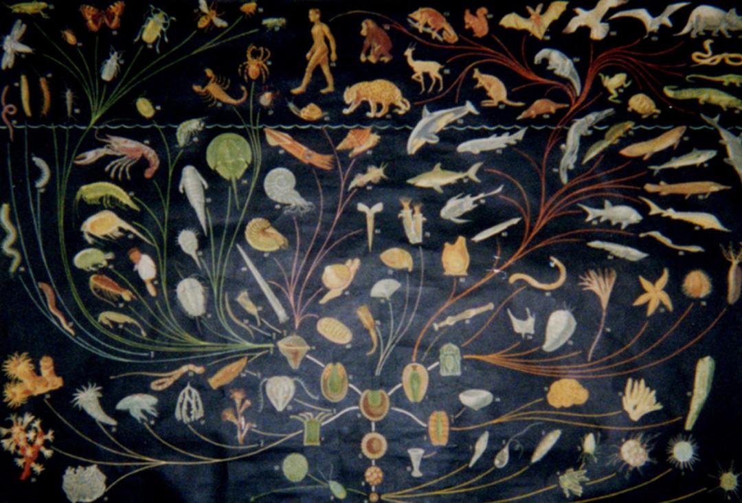 为什么雄性动物会争夺雌性配偶,雄性动物在一起会咋样