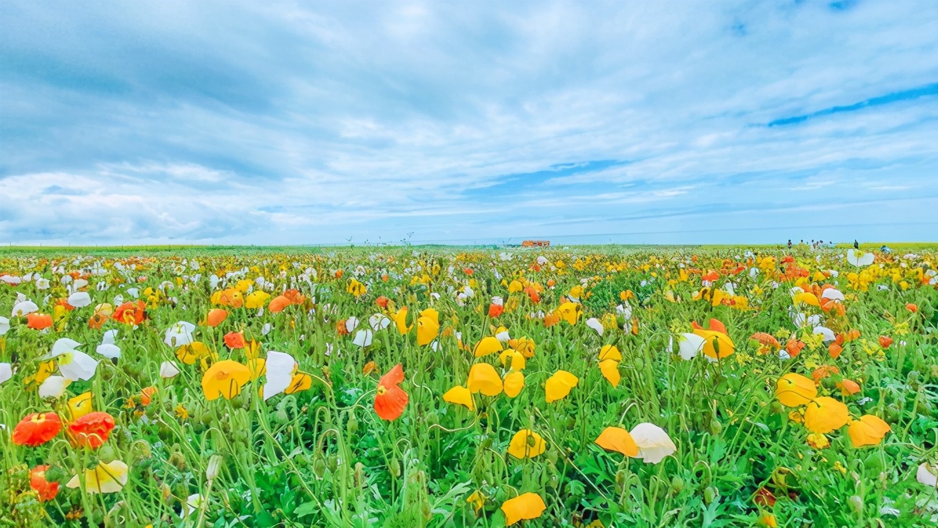 七八月份青海湖旅游攻略图集大全,青海湖7月攻略