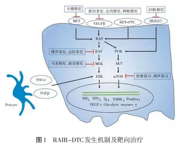 碘治疗分化型甲状腺癌的禁忌症,分化型甲状腺癌诊治指南2018
