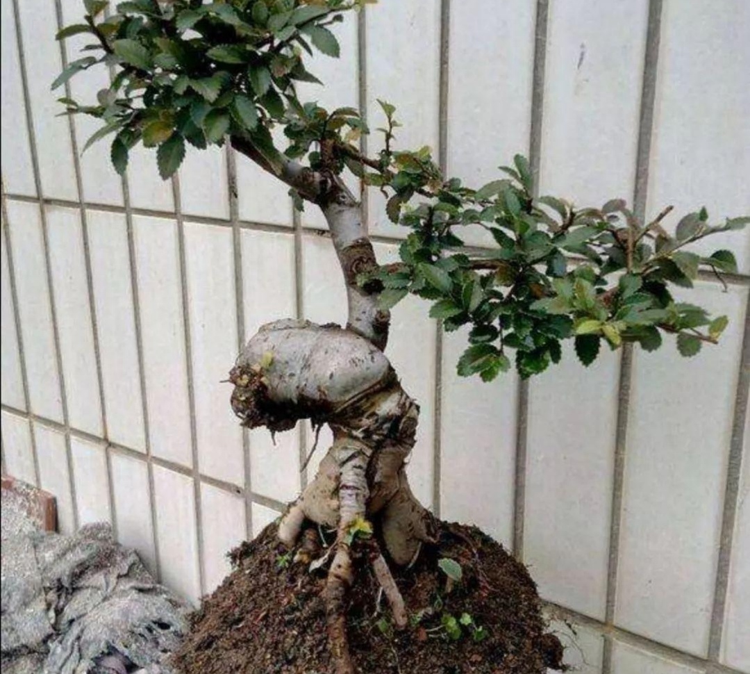 榆树盆景悬崖式造型大全,榆树盆景长叶