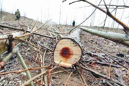 俗话说“生不睡柳，死不睡杨”，老祖宗为什么这样忠告？