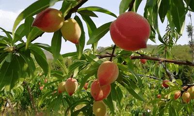 一口就爆汁！陕西突围水蜜桃成熟了，真正的自然熟，桃园现摘现发