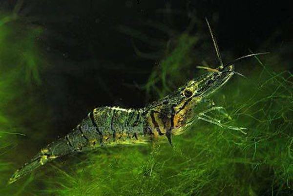 野生淡水虾最喜欢吃什么,野生河虾有哪几种