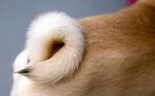 为什么家里的狗狗总是那么凶,狗狗为什么对主人凶