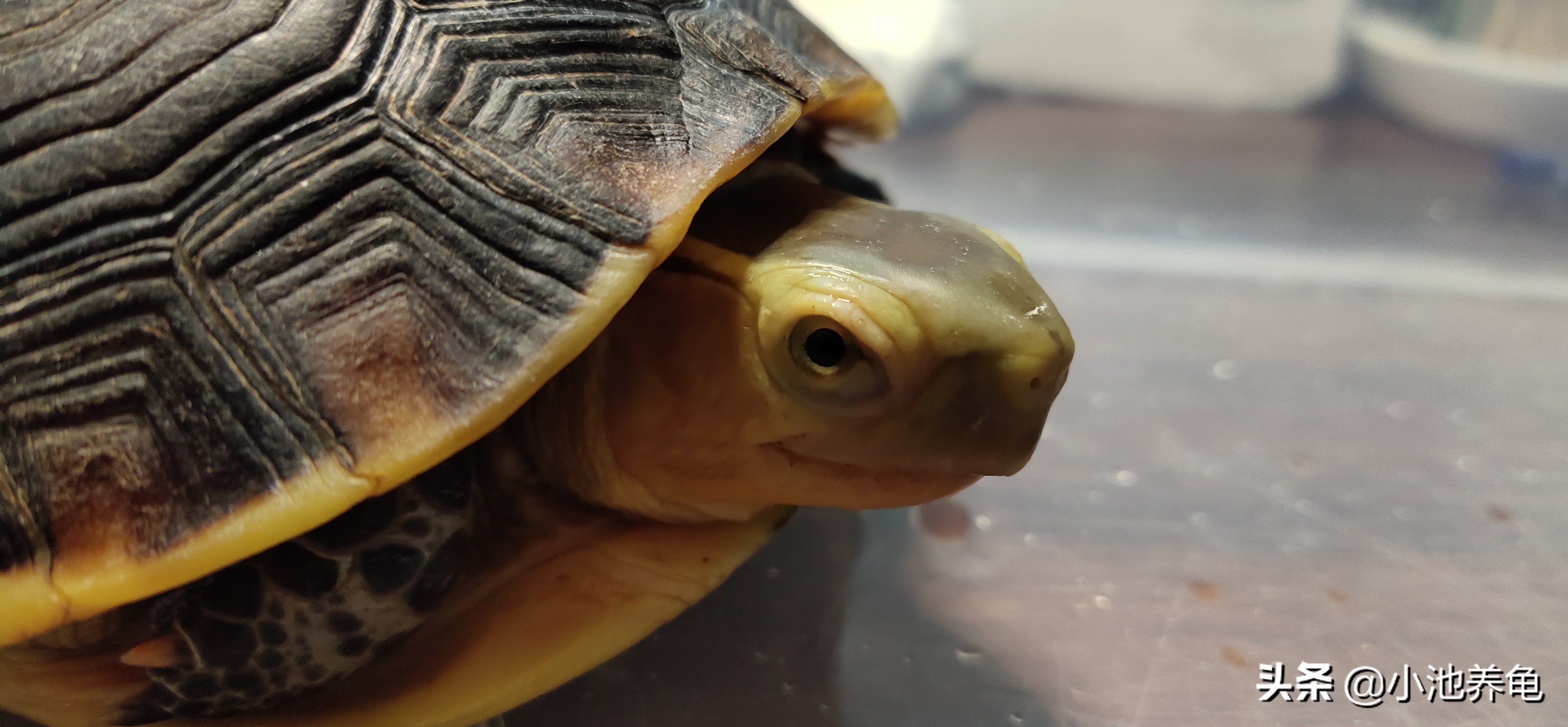 新手买乌龟要买什么样的龟才好养,养龟新手入门教学