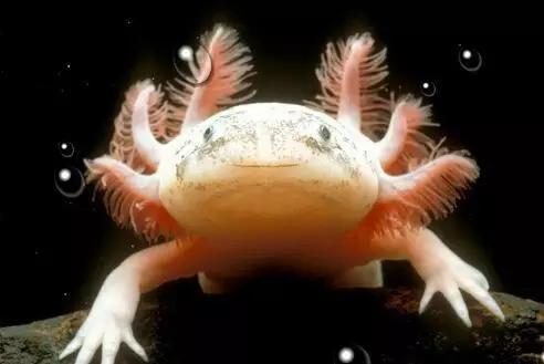 罕见奇特的双头龙鱼,背鳍变异龙鱼图片