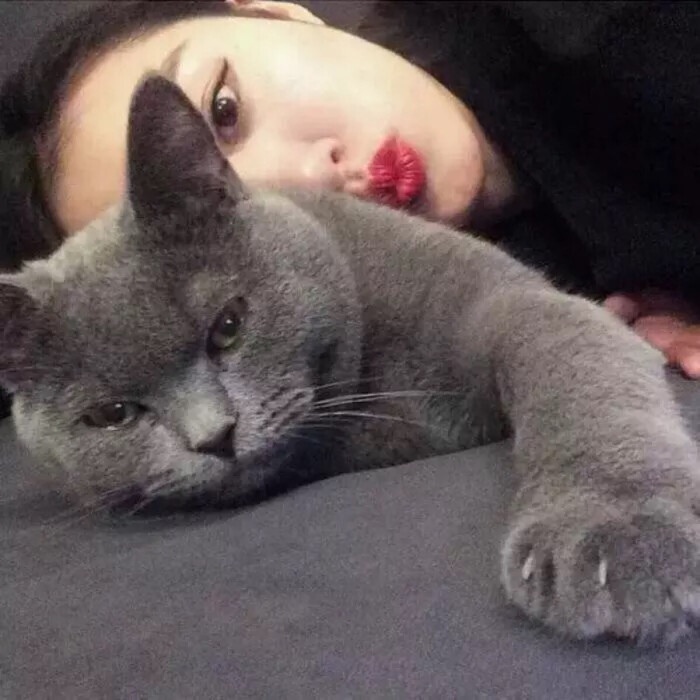 其实真的不建议养猫了吗,养猫的6个坏处你确定还要养吗