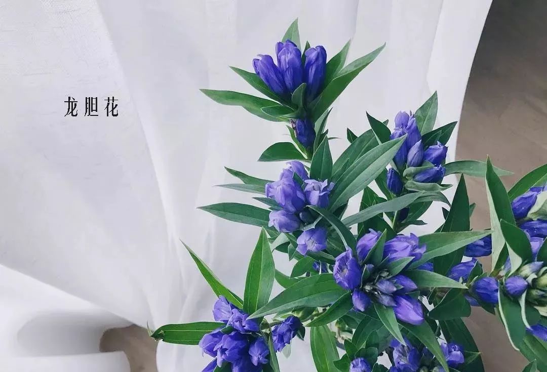 花店里同款的两种不同价格的花材,花店最容易被顾客误解的几种花材