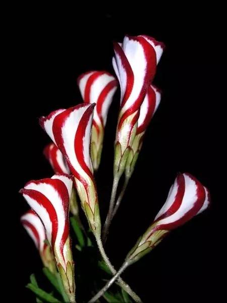 保证你没见过的新奇特植物 (令人大开眼界的植物世界)