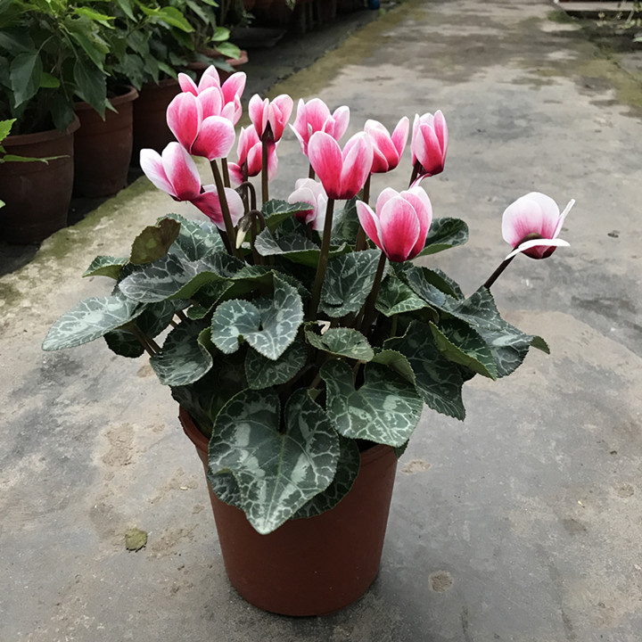 涓夌鑺卞ソ鐪嬪ソ鍏诲張濂介椈,涓夌鑺卞啀婕備寒涔熶笉瑕佸吇