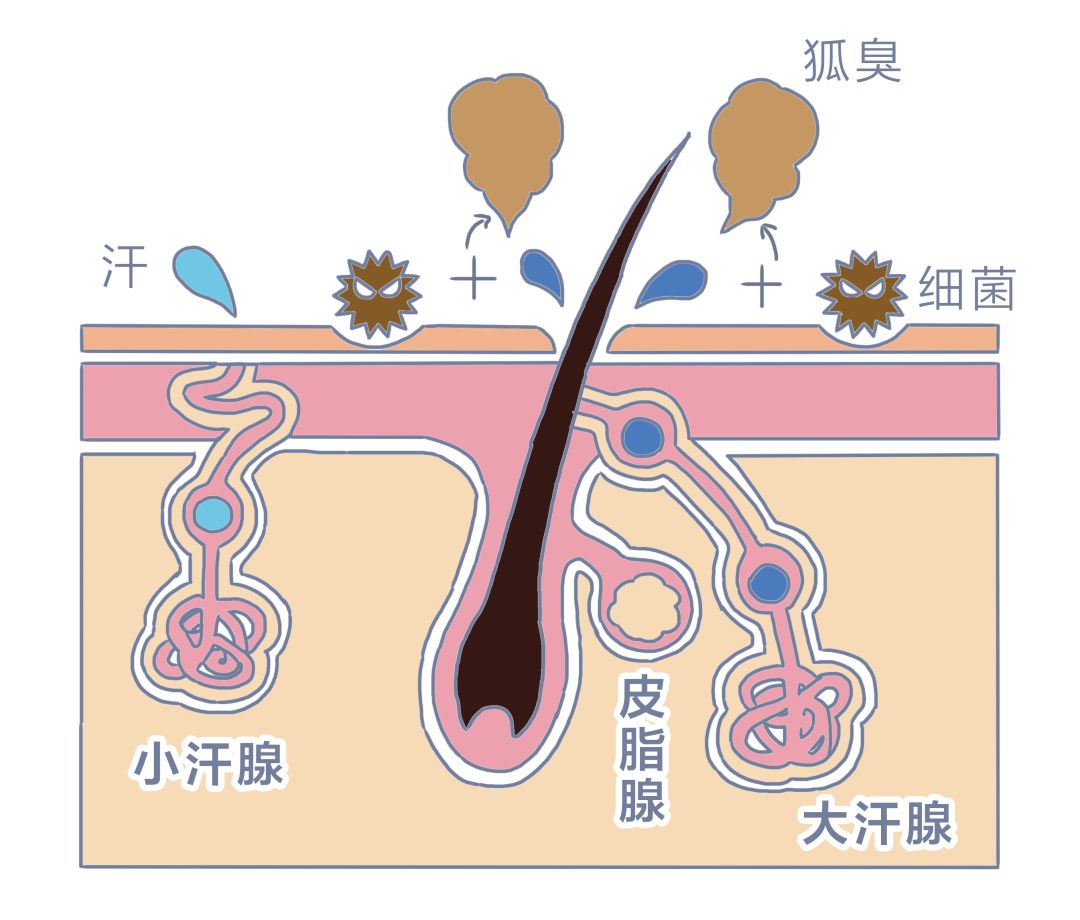 舍友狐臭大怎么办,舍友有狐臭受不了该怎么办