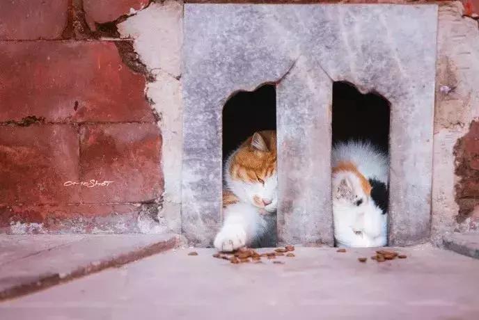 比起故宫猫，毫无颜值的西域骆驼，却在丝绸之路上火了两千多年