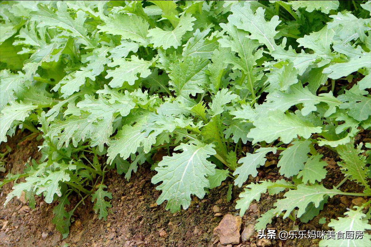 小雪腌菜,小雪腌菜的过程
