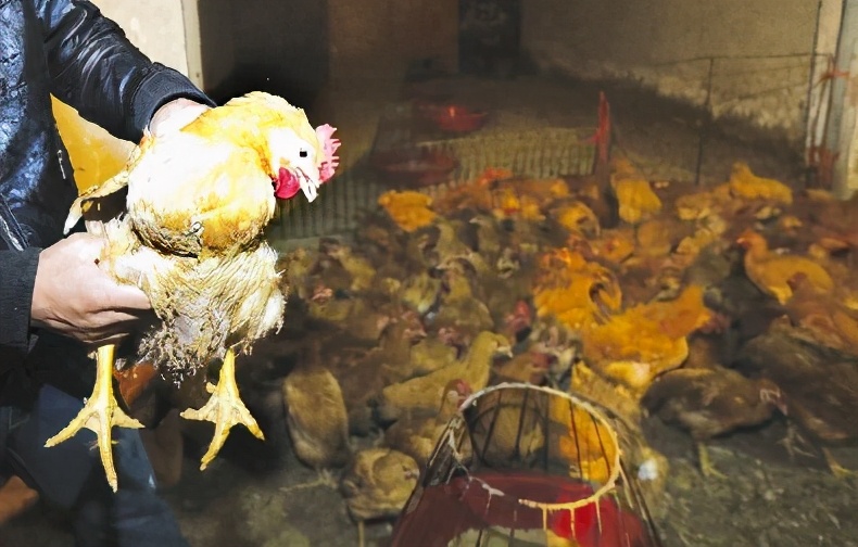 养鸡的几个小技巧经验老兽医总结,养鸡常见的病都有哪些