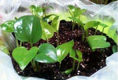 扦插的绿萝怎么才能快速爆盆,绿萝扦插方法和注意事项