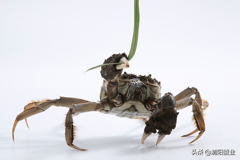 阳澄湖大闸蟹的特色怎么介绍,阳澄湖大闸蟹养成记