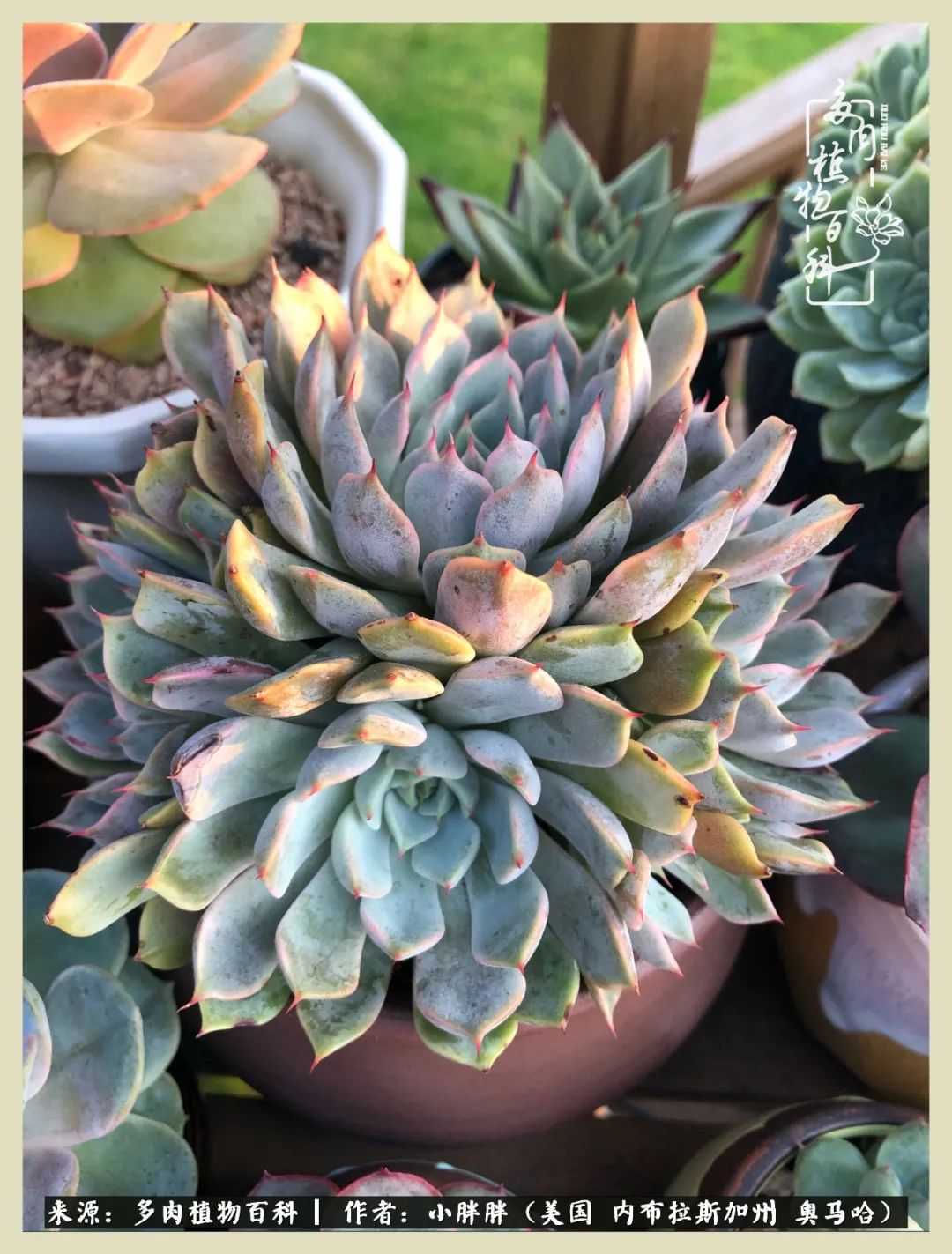 多肉小白入坑攻略,多肉中的鄙视链