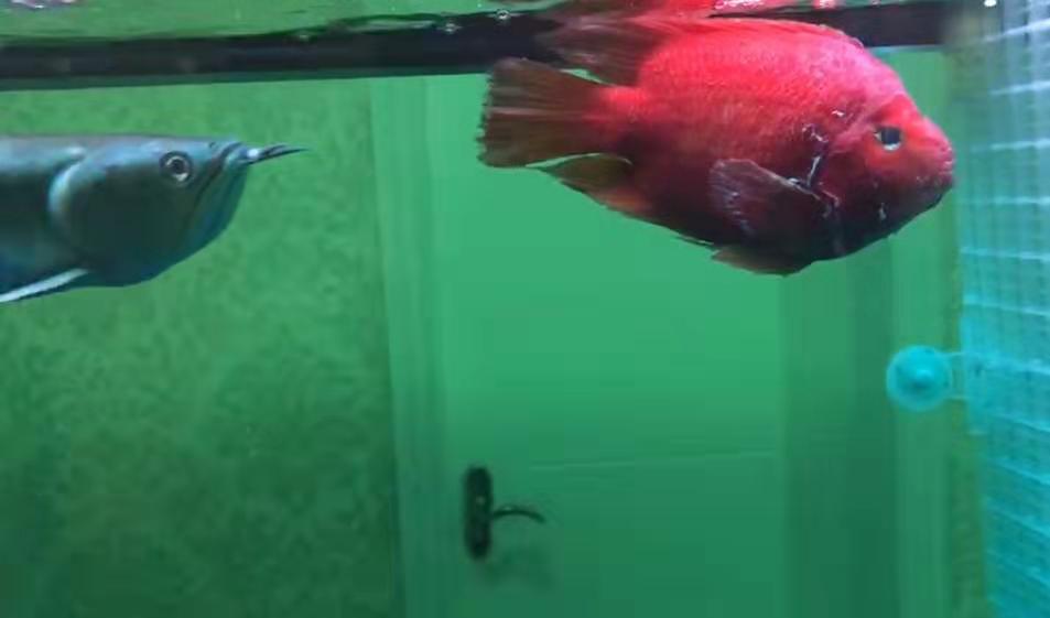 观赏鱼得水霉病用什么药最可靠,观赏鱼水霉病什么现象