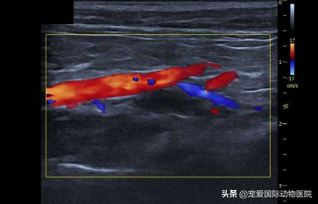 猫肥厚型心肌病的预防措施,猫肥厚型梗塞性心肌病