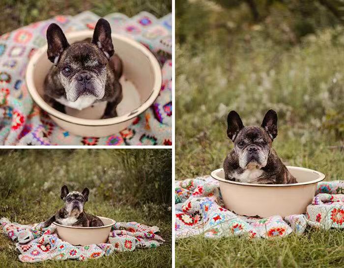 和斗牛犬拍照,斗牛犬拍写真集